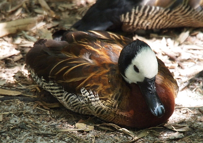 [The duck sits on the ground with its head and right side visible to the camera. The bill is a near black except for the tip which has grey patches. While its top feathers are solid brown, the underside feathers are brown and white stripes. The front half of the head which includes the eye is white (the eye is dark) while the rest of the head is black.]